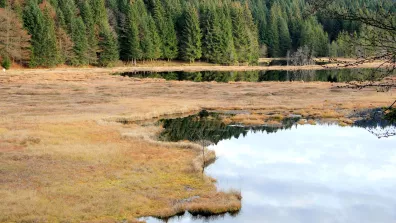 Image de la tourbière lacustre du lac Lispach dans les Vosges, France