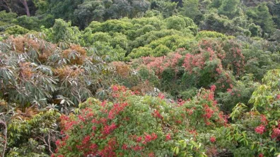 Paysage de la biodiversité au Panama